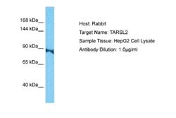 TARSL2 Rabbit anti-Human, Polyclonal, Novus Biologicals 0.1 mL | Buy Online | Novus Biologicals | Fisher Scientific
